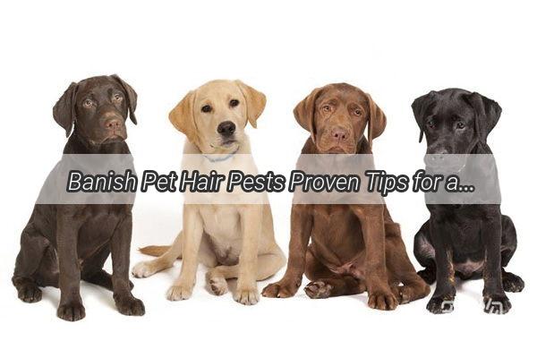 Banish Pet Hair Pests Proven Tips for a FluffFree Home